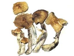 Buy McKennaii Magic Mushrooms Canada. jack frost mushroom strain, microdose mushroom gummies Canada