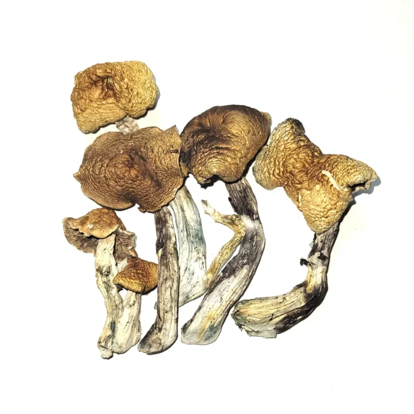 Buy McKennaii Magic Mushrooms Canada. jack frost mushroom strain, microdose mushroom gummies Canada