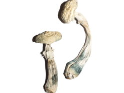 our store is the ideal place to Buy Avery's Albino Mushrooms Online. Albino a+ mushrooms, albino penis envy shrooms, albino magic mushroom Canada