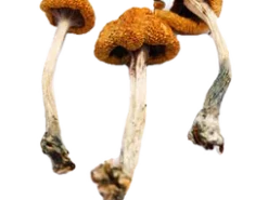 our store is the ideal place for buying magic mushrooms online. mushrooms online canada, ordering magic mushrooms, buy psilocybe azurescens mushroom