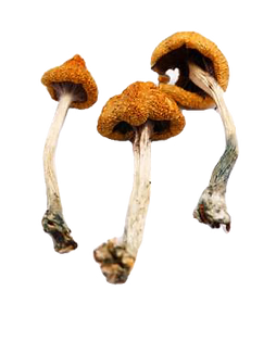our store is the ideal place for buying magic mushrooms online. mushrooms online canada, ordering magic mushrooms, buy psilocybe azurescens mushroom