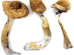Buy Golden Teacher Magic Mushrooms In Canada. golden teacher shrooms, toronto mushrooms, mushrooms of nova scotia