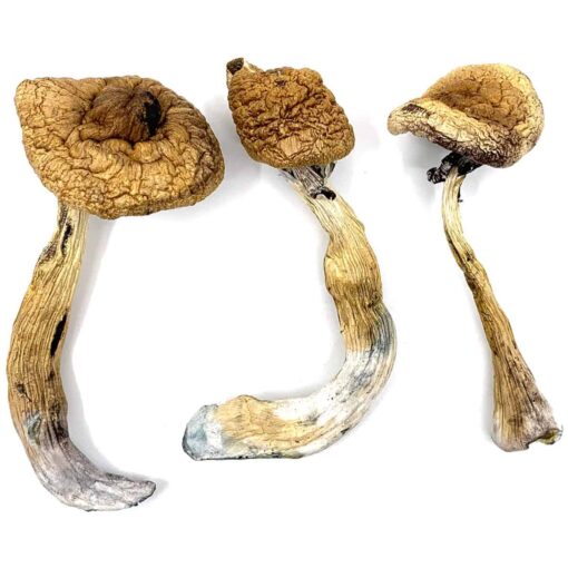 Buy Golden Teacher Magic Mushrooms In Canada. golden teacher shrooms, toronto mushrooms, mushrooms of nova scotia