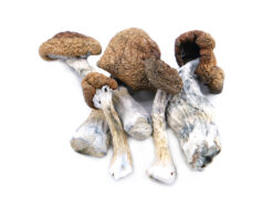 our store is the ideal place to buy melmac Penis envy mushroom. Dried penis envy, melmac Penis envy for sale, penis envy magic mushrooms, ordering magic mushrooms Canada