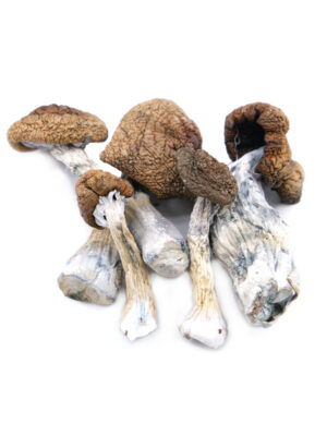 our store is the ideal place to buy melmac Penis envy mushroom. Dried penis envy, melmac Penis envy for sale, penis envy magic mushrooms, ordering magic mushrooms Canada