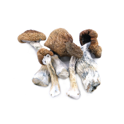 our store is the ideal place to buy melmac Penis envy mushroom. Dried penis envy, melmac Penis envy for sale, penis envy magic mushrooms, ordering magic mushrooms Canada