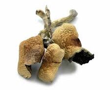 Buy amazonian mushrooms online Canada. cubensis amazonian Canada, amazonian shrooms, magic mushrooms in ontario