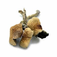Buy amazonian mushrooms online Canada. cubensis amazonian Canada, amazonian shrooms, magic mushrooms in ontario