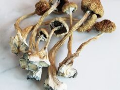 buy Z Strain magic Mushrooms Canada. Get z strain mushroom for sale at affordable prices. z strain cubensis, pes hawaiian mushrooms