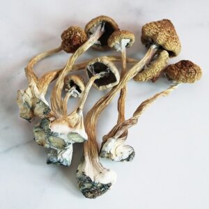 buy Z Strain magic Mushrooms Canada. Get z strain mushroom for sale at affordable prices. z strain cubensis, pes hawaiian mushrooms