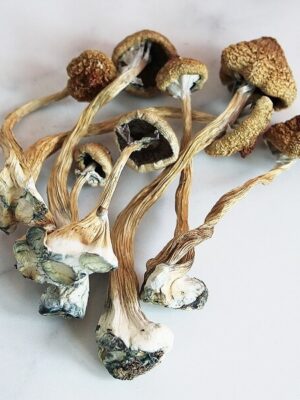 buy Z Strain magic Mushrooms Canada. Get z strain mushroom for sale at affordable prices. z strain cubensis, pes hawaiian mushrooms