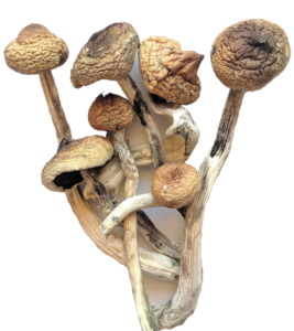 Our Magic Mushroom Store provides a wide selection of magic mushrooms for sale. Contact us now to buy Magic Mushrooms Online Canada, mushroom chocolate bar
