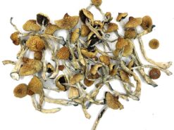 are you looking to buy shrooms online Canada our store is the ideal place in buying shrooms online, Arenal Volcano Magic Mushrooms, shrooms shop