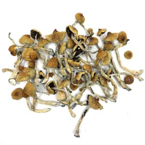 are you looking to buy shrooms online Canada our store is the ideal place in buying shrooms online, Arenal Volcano Magic Mushrooms, shrooms shop