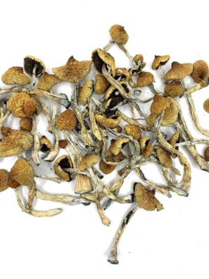 are you looking to buy shrooms online Canada our store is the ideal place in buying shrooms online, Arenal Volcano Magic Mushrooms, shrooms shop